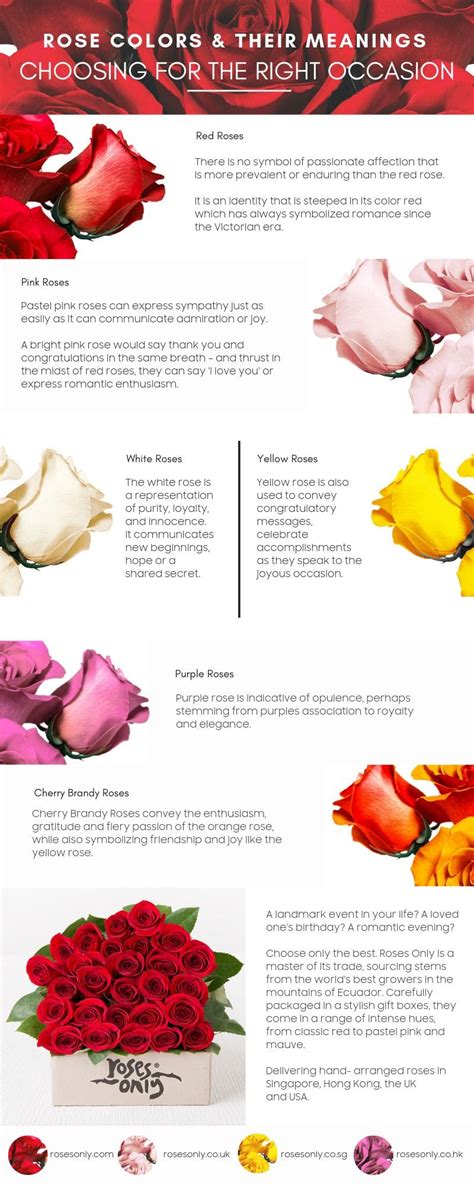 Rose Colors And Their Meanings Infographic Plaza