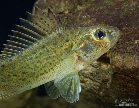 Ruffe Photos, Ruffe Images, Nature Wildlife Pictures | NaturePhoto