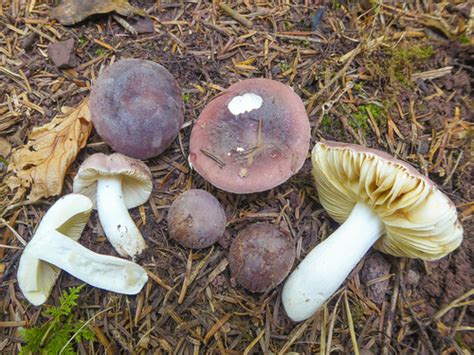 Russula Turci · Inaturalist United Kingdom