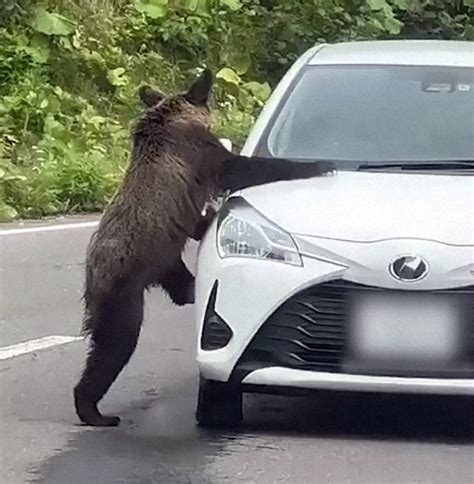 ヒグマが車内のぞきこみ、ドライバーと一触即発 北海道・知床峠 毎日新聞