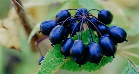 Зачем нужен Элеутерококк, его полезные свойства и как принимать