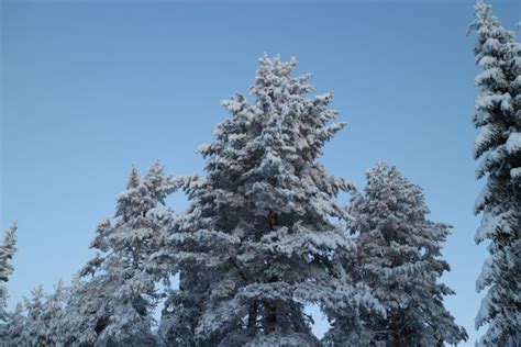 Free Images Tree Nature Branch Mountain Snow Winter Flower