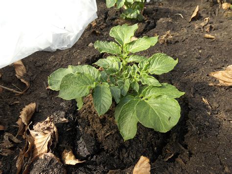 Kartoffeln für Mutige. Oder für Übermütige... - Neues vom Landei