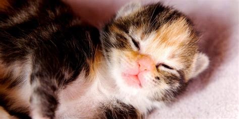 When Do Kittens Open Their Eyes A Guide For Newborn Kittens