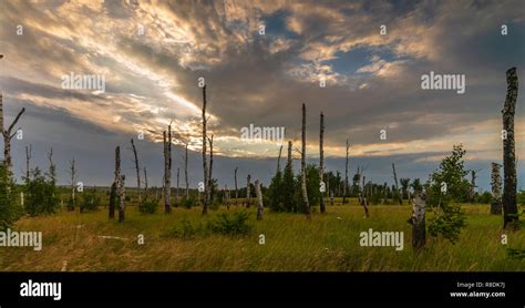Dry Birch Trees On The Background Of The Stormy Sky Stock Photo Alamy