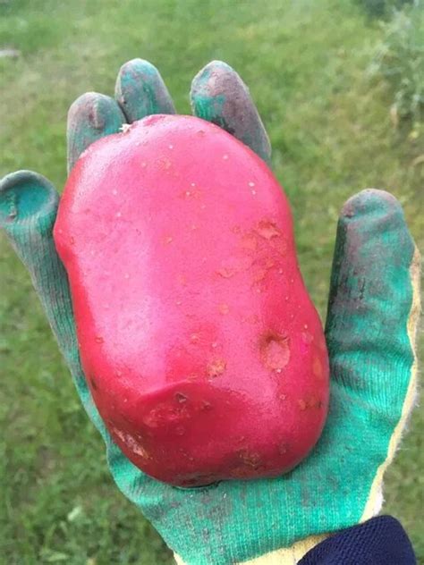 Картофель во всей красе. Секреты только для дачников. | structurit.ru ...