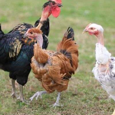 Turken Naked Neck Chicks For Sale Chickens For Backyards