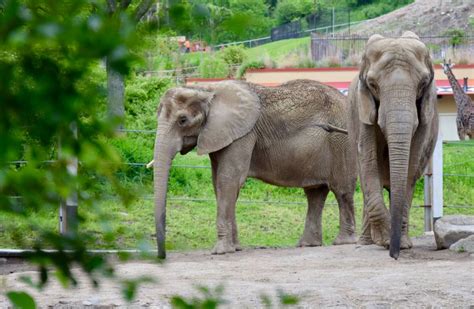 Elephants At The Pittsburgh Zoo Smithsonian Photo Contest