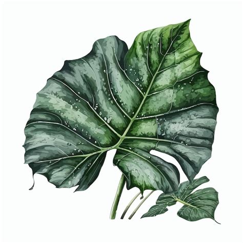 Boceto Dibujado A Mano Acuarela Hoja Tropical Alocasia Ilustraci N