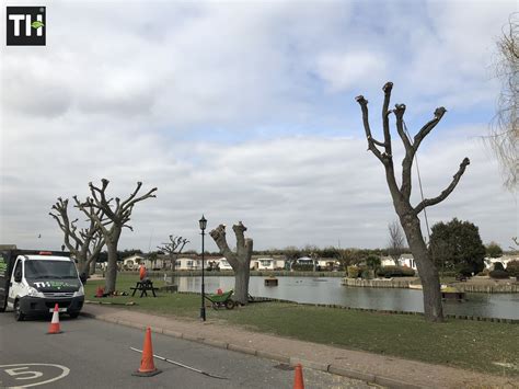 Canvey Tree Pollarding - Tree Surgeons Essex | T.H Tree Services | Tree