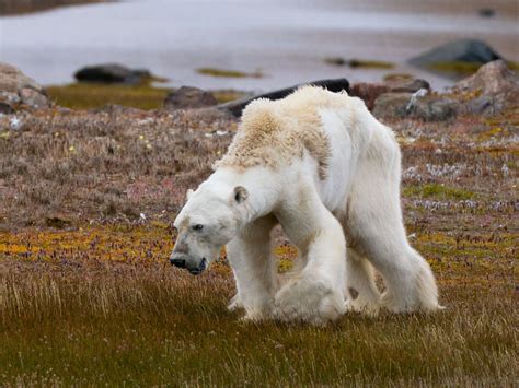 Cristina Mittermeier on Climate Change and Helping the Starving Polar Bear