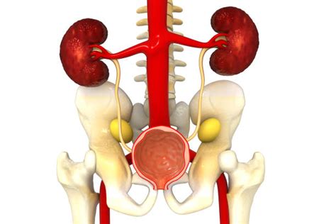 Renal Pelvis Location In Body