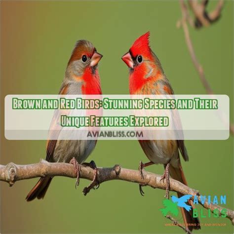 Brown And Red Birds Stunning Species And Their Unique Features Explored
