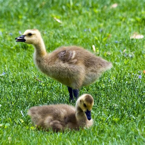 Canada Geese Goslings Stock Photo Image Of Goose Juvenile 5396530