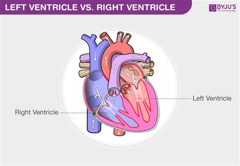 What Is The Difference Between Left Ventricle And Right Ventricle Images