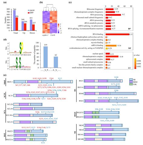 项目文章new Phytologist （if 94） 山东师范大学利用tmt磷酸化蛋白组学探究拟南芥 哔哩哔哩