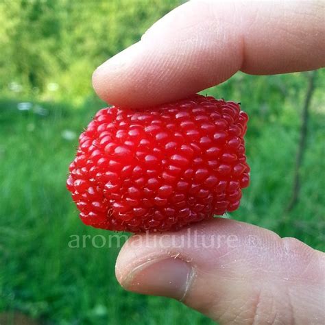 Rubus Illecebrosus Framboisier Fraise