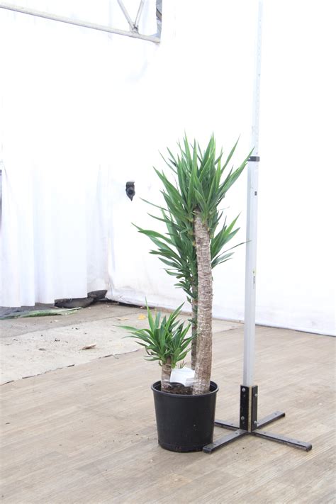 Large Yucca Cane - Prodahingplants