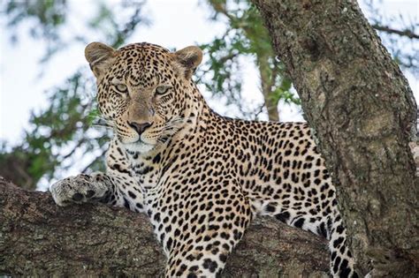 Serengeti National Park Big Five Tanzania | The Big Five in Serengeti