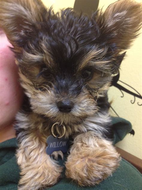 Yorkie Poo Dogs