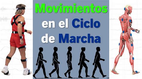 Movimientos De Articulaciones En El Ciclo De Marcha YouTube