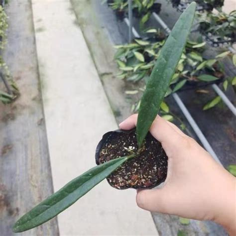 Rare Hoya Sulawesiana For Sale Happyforeststore