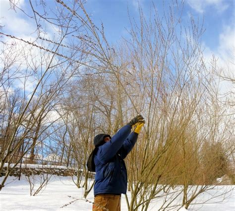 Gathering Pussy Willows The Martha Stewart Blog