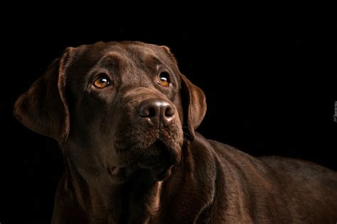 Labrador Retriever Na Ciemnym Tle