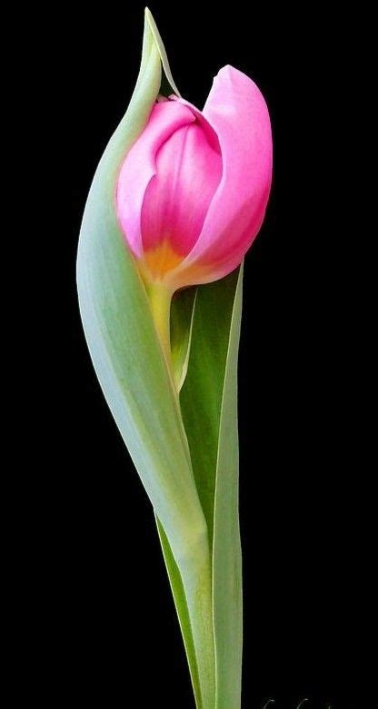 Pin By Ane Castro On Flowers Tulips Rose Flower Pictures Beautiful