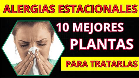 Las 10 Mejores Plantas Medicinales Para Tratar Alergias Estacionales