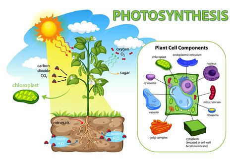 plant photosynthesis diagram