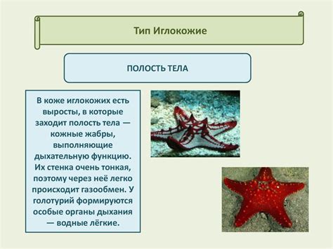 Иглокожие - презентация онлайн