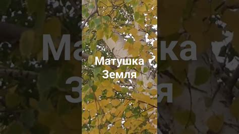 Белая березонька - YouTube