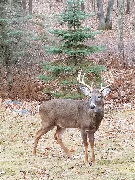 PGC approves changes for deer seasons; officially adds Sunday hunting