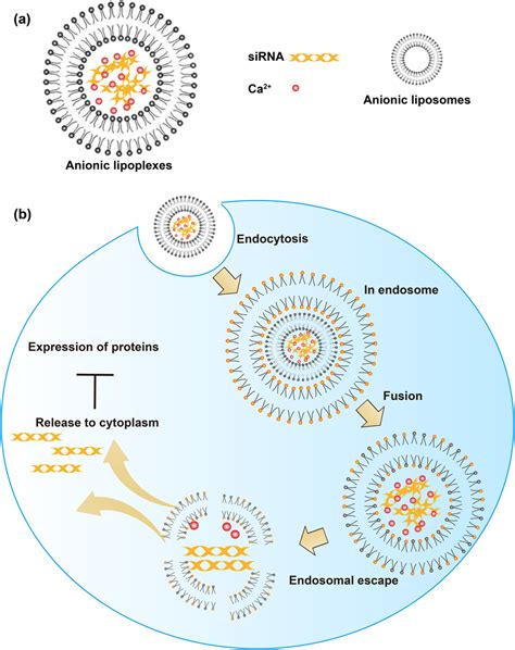 Schematic Illustration Of Anionic Lipoplexes A And The Process Of Download Scientific Diagram