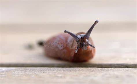 Naked Slug On A Wooden Floor Stock Image Image Of Forest Nature 256789207