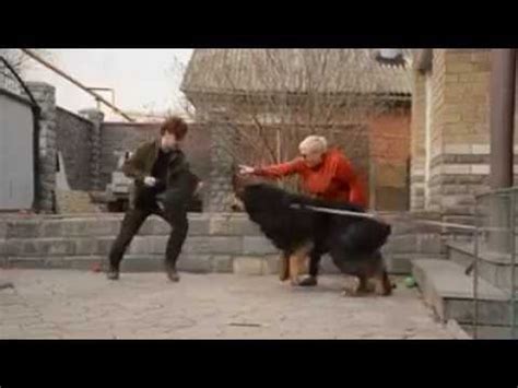 Attack Dog Training Videos -Tibetan Mastiff Attack Training - YouTube