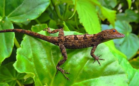 L Zard Reptile La Nature Animaux Photo Gratuite Sur Pixabay Pixabay