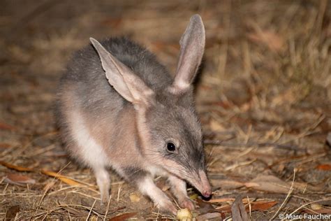 greater bilby  australian museum