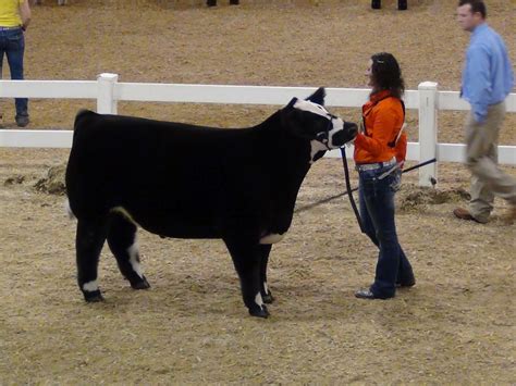 Executive Sires Inc Ohio Beef Expo Class 24 Winner X Bred Steer