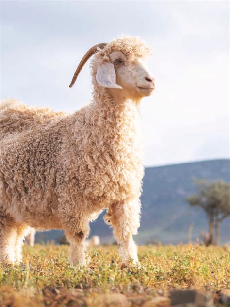 Largest Goat Breeds Farmhouse Guide