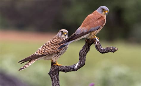 Der Kleinere Turmfalke Schlanker Als Sein Cousin Pet Yolo