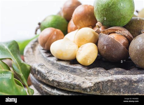 Macadamia nuts harvest close up Stock Photo - Alamy