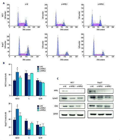 Nipbl Silencing Induced Cell Cycle Arrest At The G G Phase In Breast