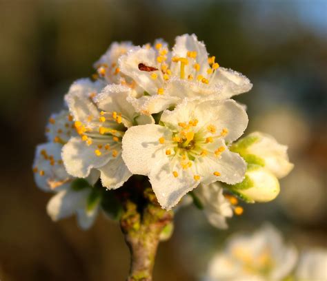 Florecer Flores Escarcha Foto Gratis En Pixabay Pixabay