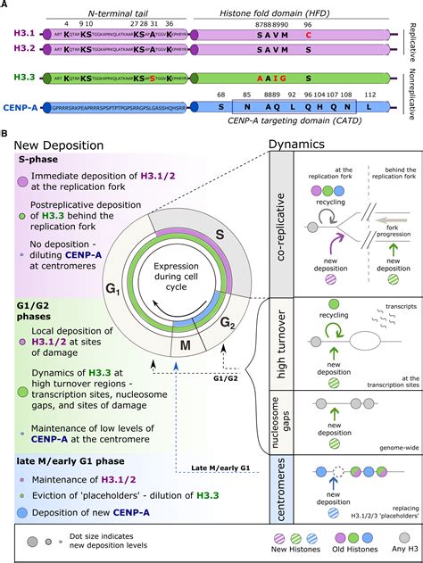 The cell-cycle choreography of H3 variants shapes the genome: Molecular ...