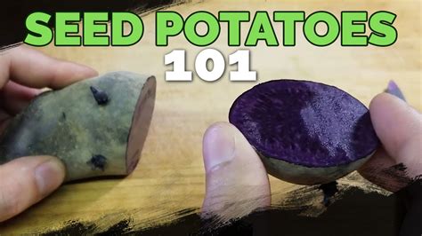 Seed Potatoes 101 How To Prepare Potatoes For Planting Youtube