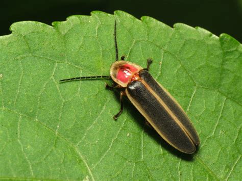 genus photinus inaturalist