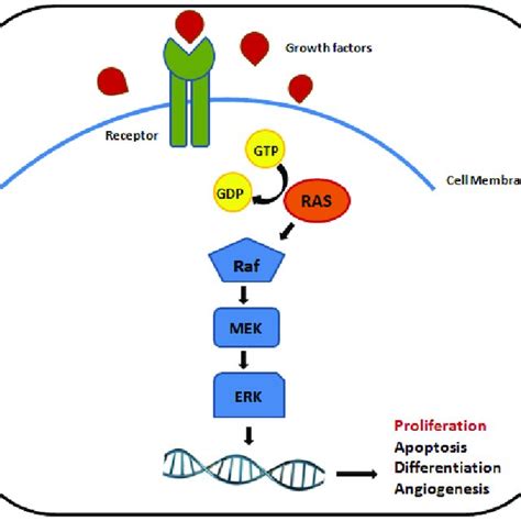 The Biological Role Of The Ras Raf MEK ERK Signaling Pathway In The