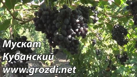 Виноград Сорт Мускат Диевский Описание Фото — Фото Картинки